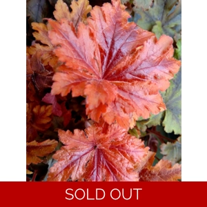 Heucherella 'Hopscotch'
